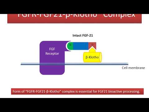 Human Intact FGF21 ELISA Presentation