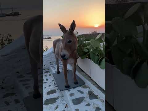 Wonderful Times in Mykonos #viralvideo
