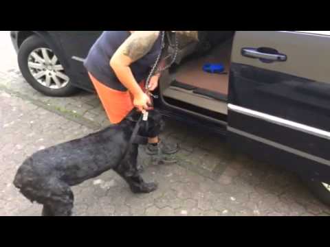 Harald Wloka und Emmas erste Autofahrt mit ihren Kumpels