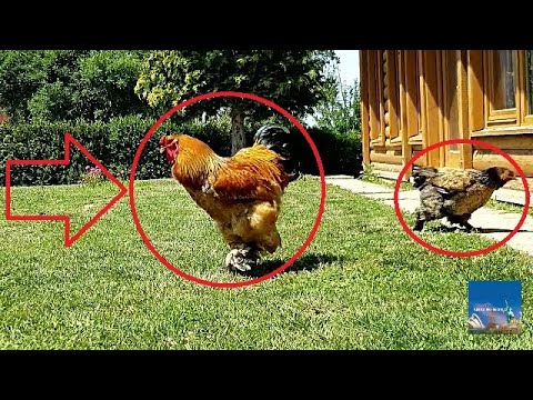 , title : 'The Biggest Chicken in World : Funny Chicken Videos : Jurassic Creature : Giant Brahma Chicken : Hen'