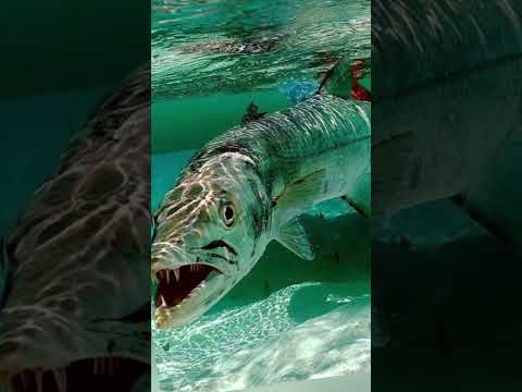 Goliath Tigerfish: Africa’s Apex River Predator with Razor Teeth 🌊💀🦷 | The Congo’s Most Feared Fish!