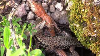 Lézard des murailles luttes territoriales