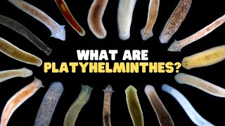 What Are Platyhelminthes? | Learn about the flatworms in this interesting phylum