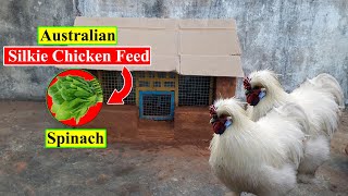 Australian Silkie Chicken Feed | Spinach | Organic Chicken Feed | Birds and Animals Planet