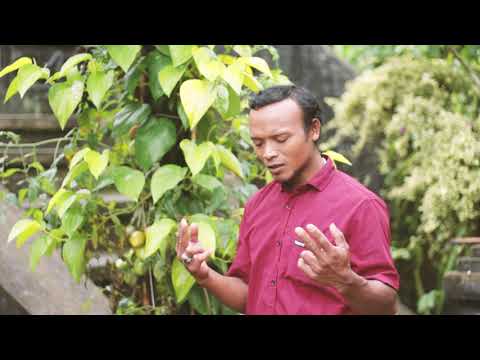 Pop bali Gosip murahan mang tu cipt adit musik arimganawansa klip copa