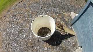 Chipmunk easily escapes the 5-gallon bucket trap 1080p
