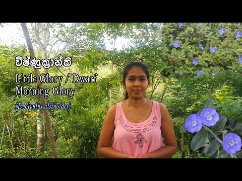 විෂ්ණුක්‍රාන්ති vishnukranthi ( Little Glory / Dwarf Morning Glory )