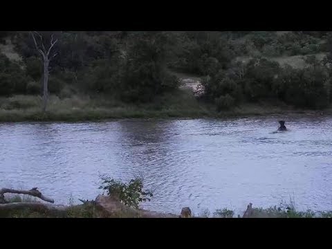 Djuma: Hippo playing with stick in the dam-Pt:1 - 17:30 - 04/01/20