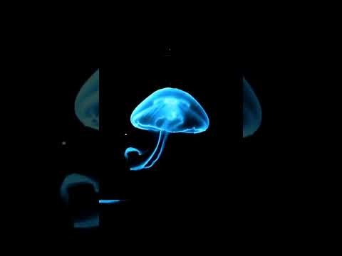 hologram video, #technology