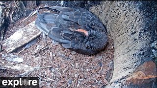 Webcam Live  California Condors Inside Nest Cam powered by EXPLORE.org