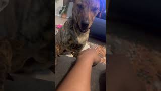 Video preview image #1 American Pit Bull Terrier-Doberman Pinscher Mix Puppy For Sale in Chandler, AZ, USA
