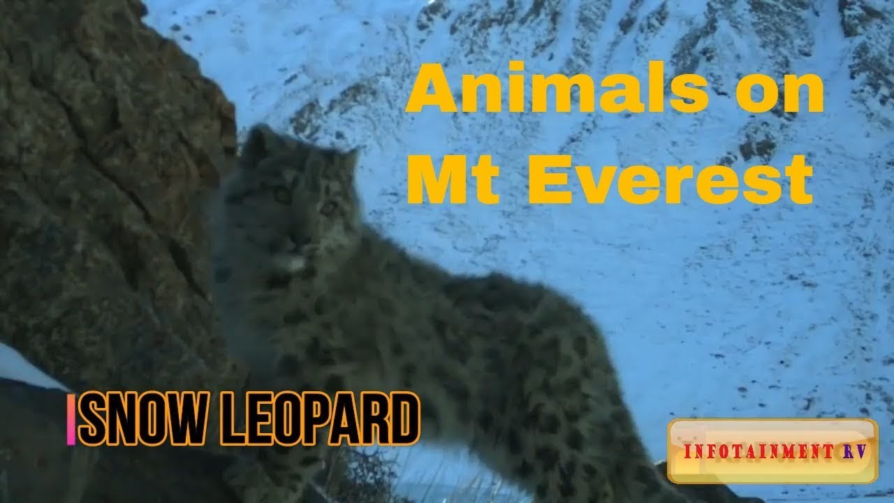 What animals live on my Everest? Tipseri