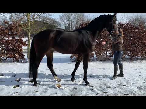 Sir Heinrich x Weltpoet