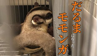 だるまモモンガ