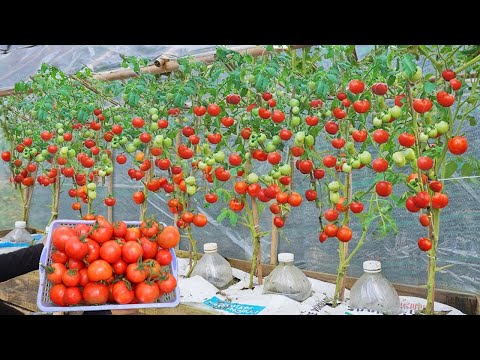 Wish I knew this method of growing tomatoes sooner Many large and succulent fruits