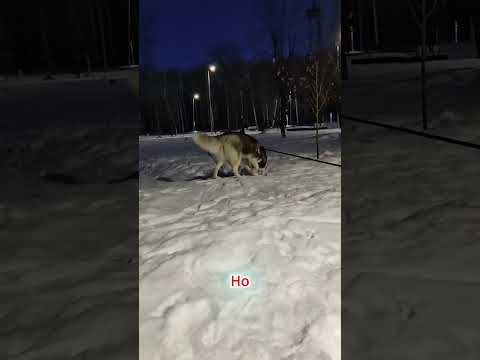 Он не забывал #животные #трогательно #историяизжизни #енот #дружба #верность