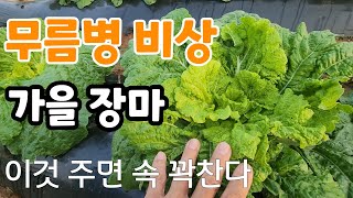 가을장마에  김장배추 무름병 비상! 이러다 폭망해요