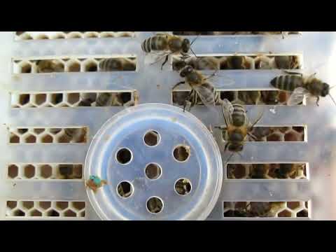 Пчеловодство Как выводить элитных маток с помощью Джентерского сота. #Джентерский_сот