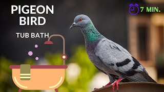 Well-disciplined Pigeon BIRD BATHS  IN TUB  |uncut for 7 minutes| RELAXING & CALMING