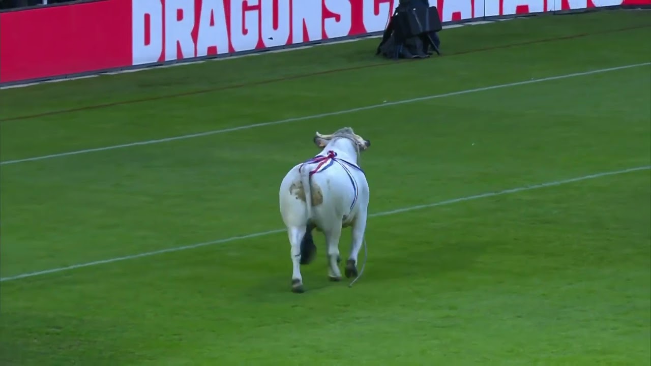 Sahaya giren boğa, sporcuları kovaladı