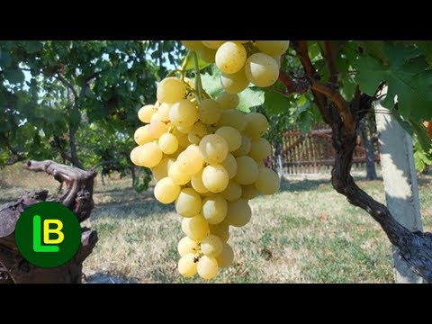 Sadnja vinove loze i podizanje vinograda - sve što treba da znate