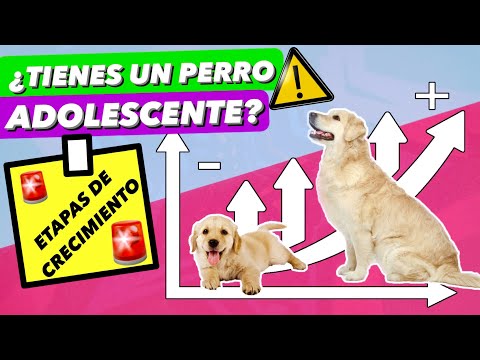 Until what age is my dog ​​a puppy? 🤔 And a teenager? 🆘 | Physical and psychological development 🚀