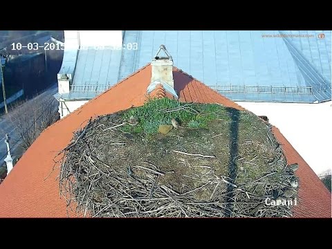 Wildlife Romania Cams, Carani & Carpinis, 10 March 2015  The nest guardians