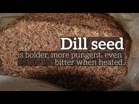 download lagu mp3 mp4 Dill Weed Or Dill Seed, download lagu Dill Weed Or Dill Seed gratis, unduh video klip Dill Weed Or Dill Seed
