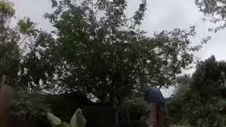 Album cover: Apple tree reduction (time-lapse)