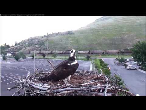 Hellgate Canyon Ospreys ~ Intruder on Nest, June 19, 2017