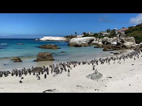 African Penguins on the Cape Peninsula