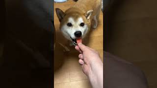 柴犬さん達と夏を食す その１【京の柴犬】てんちゃんネル #柴犬 #犬 #shiba