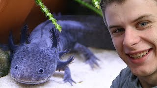 UN NOUVEL AXOLOTL ! - EUBLEPHARIS