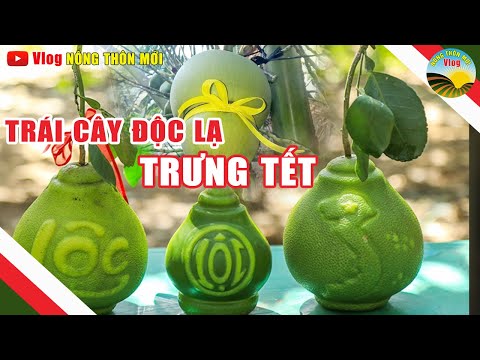 Nông Dân Miền Tây tạo hình trái cây độc lạ Trưng tết | Làm giàu từ nông nghiệp | Cuộc sống nhà nông