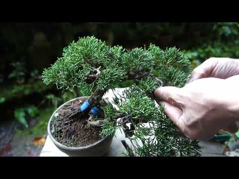 異国情緒を漂わせる地中海のつる性低木 – ブーゲンビリアの手入れ  庭園