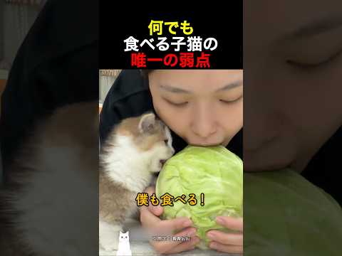 何でも食べる子猫の唯一の弱点
