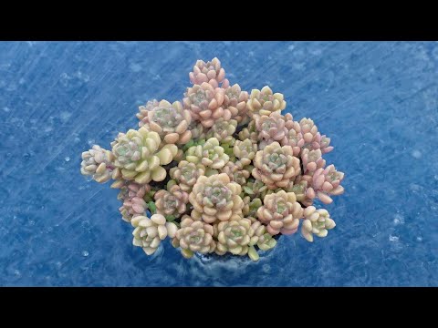 雨が降った後はプールを掃除したほうがいいですか?全てをご説明させていただきます！  庭園