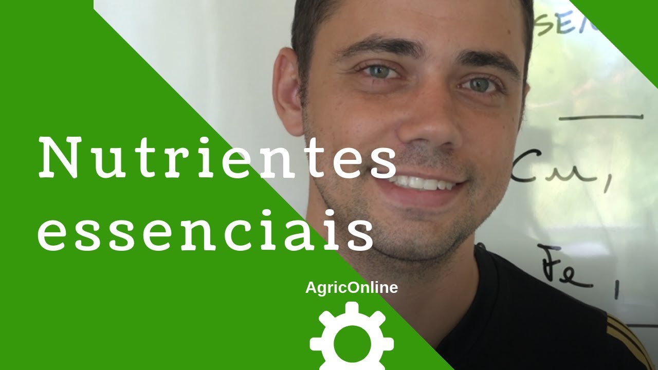 Quais NUTRIENTES a planta mais precisa? Conheça os nutrientes essenciais