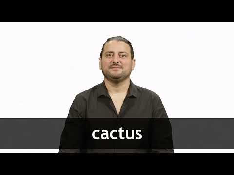 English Translation of CACTUS | Collins French-English Dictionary
