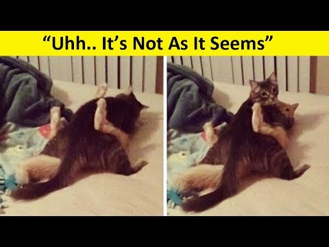 Pets Who Were Caught In Compromising Positions.. Video