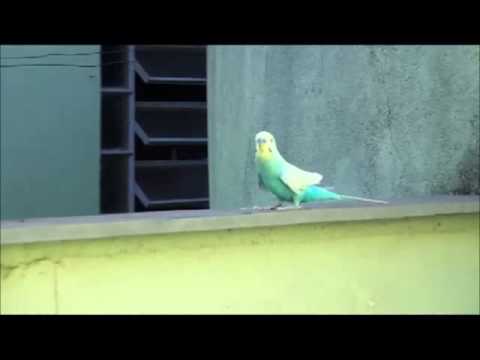 Bem vindo......29 Junho 2013 - Sabado - Casa Sergio.