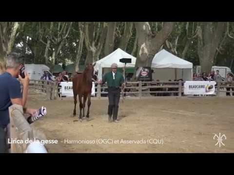 LIRICA DE LA GESSE - F PSL - 27/04/2015 - BEAUCAIRE 2017 - MÉDAILLE D'OR