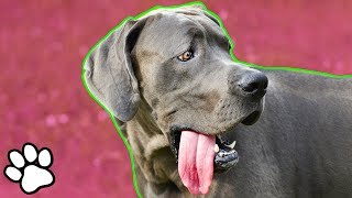 Funny Great Danes | Try Not to Laugh Challenge | That Pet Life