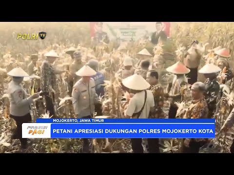 POLRES MOJOKERTO KOTA DUKUNG PROGRAM KETAHANAN PANGAN, PANEN RAYA JAGUNG TAHAP 2 DI KELURAHAN BLOOTO