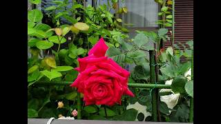 令和2年　5月コロナ外出自粛の庭