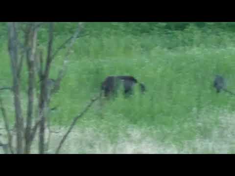 Oltrepò Pavese: wild boars eating - cinghiali che pasteggiano nell'erba
