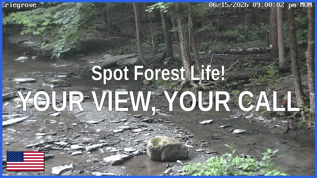 Live webcam view of Interactive Forest Creek Wildlife Cam