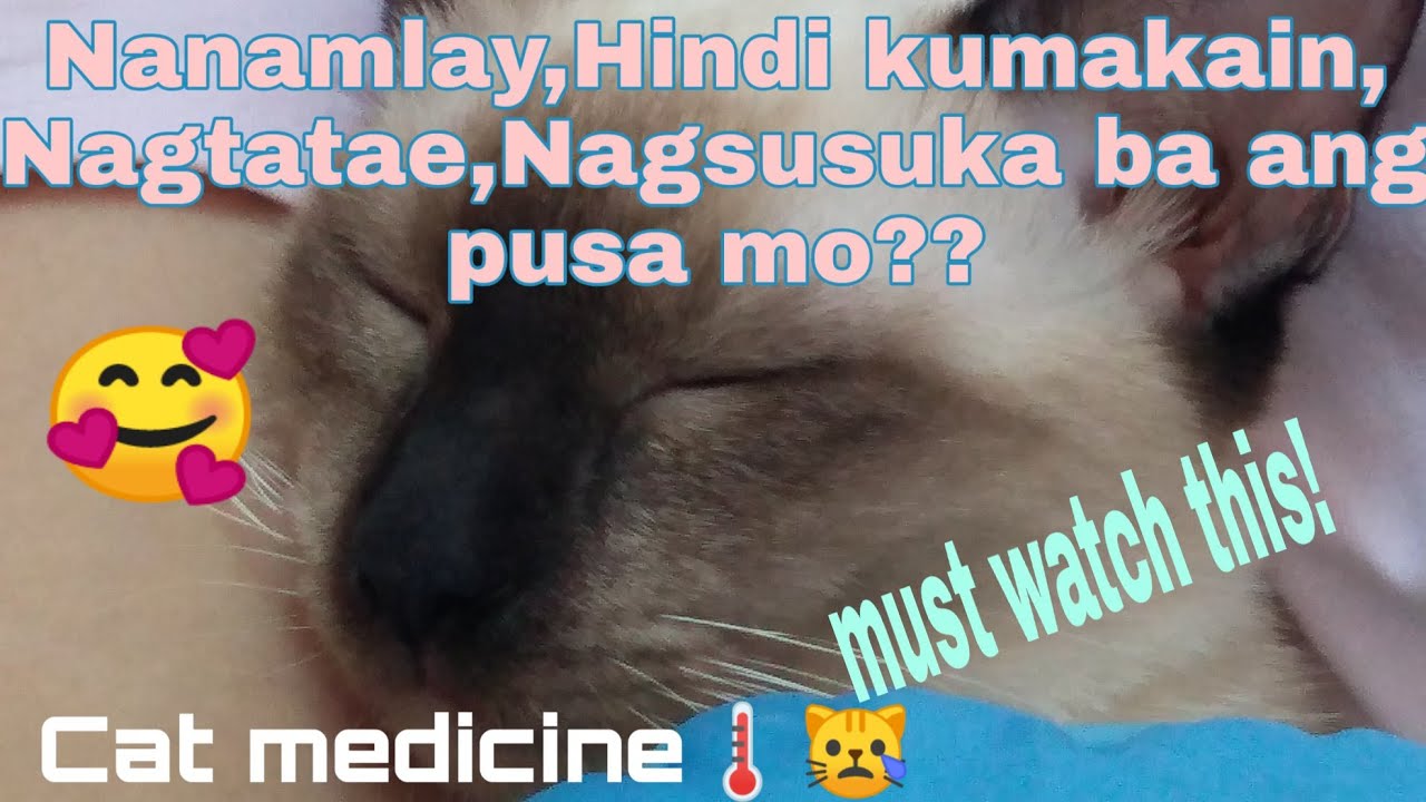 Putar video Home remedies💖Gamot sa pusang Nananamlay,Nagtatae,Hindi kumakain at nag susuka💯 sekarang Home remedies💖Gamot sa pusang Nananamlay,Nagtatae,Hindi kumakain at nag susuka💯