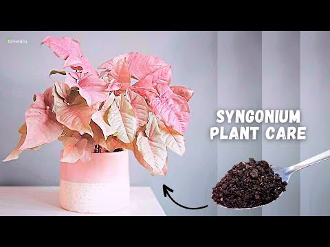 A Comprehensive Guide on Pink Syngonium Plant Care! - 5 Tricks For More Growth!