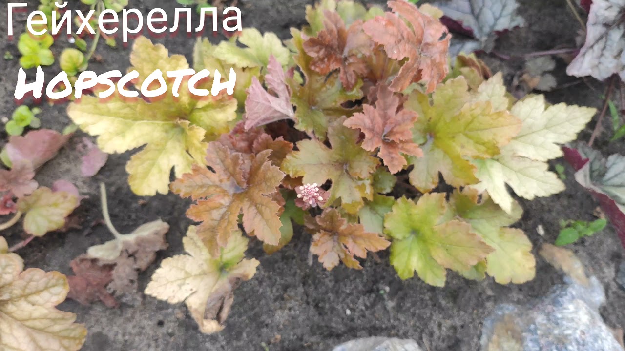 Гейхерелла сорт Hopscotch сменила свой окрас в июле